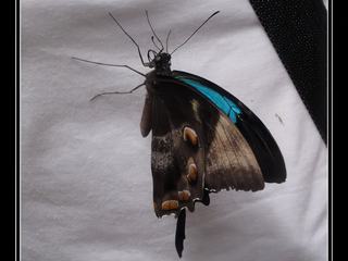 Australian Butterfly Sanctuary - Ulysse est posé sur moi
