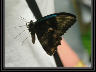 Australian Butterfly Sanctuary - Ulysse montre le dessous marron de ses ailes