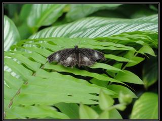 Australian Butterfly Sanctuary