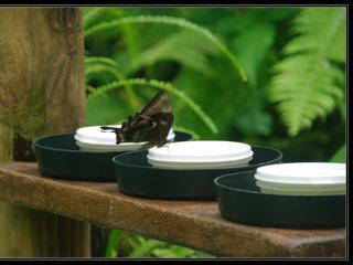 Australian Butterfly Sanctuary - le repas du papillon