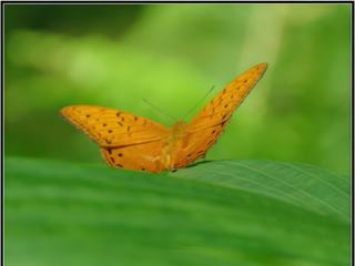 Australian Butterfly Sanctuary - ce papillon est un "petit" cruiser
