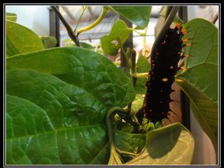 Australian Butterfly Sanctuary - une belle chenille