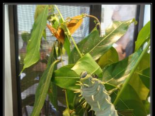 Australian Butterfly Sanctuary - encore une chenille d'Ulysse