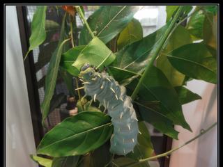 Australian Butterfly Sanctuary