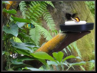 Australian Butterfly Sanctuary