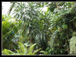 Australian Butterfly Sanctuary - des papillons de toutes les couleurs
