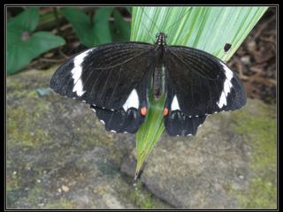 Australian Butterfly Sanctuary