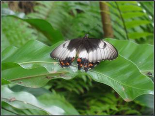 Australian Butterfly Sanctuary