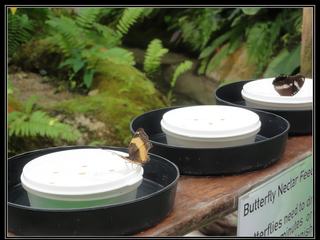 Australian Butterfly Sanctuary