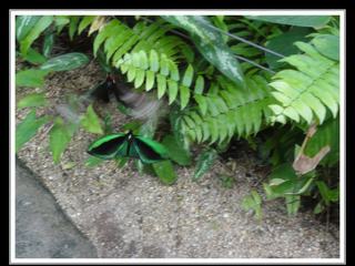 Australian Butterfly Sanctuary - le fameux Cairns Birdwing