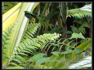 Australian Butterfly Sanctuary -cairns birdwing mâle
