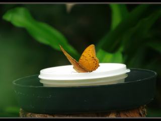 Australian Butterfly Sanctuary - cruiser