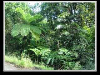 Cape Tribulation