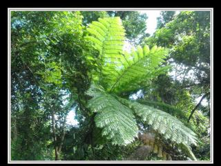 Cape Tribulation