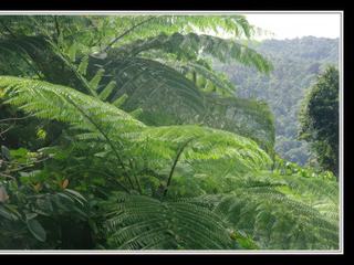 Cape Tribulation