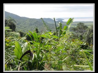Cape Tribulation