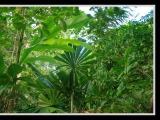 Cape Tribulation