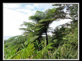 Cape Tribulation