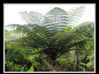 Cape Tribulation
