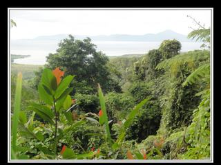 Cape Tribulation