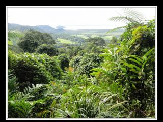 Cape Tribulation