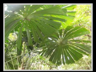 Cape Tribulation