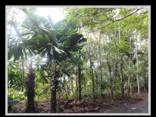 Cape Tribulation
