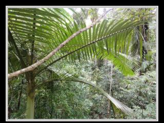 Cape Tribulation