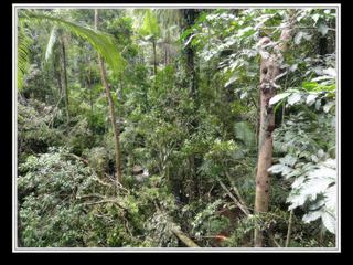 Cape Tribulation