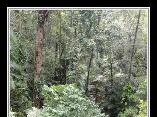 Cape Tribulation