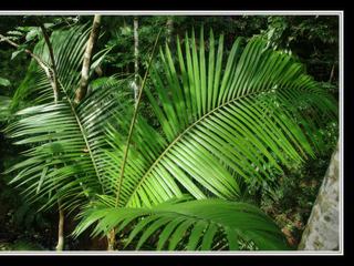 Cape Tribulation