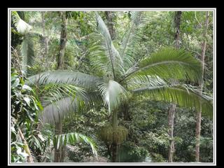 Cape Tribulation