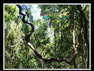 Cape Tribulation