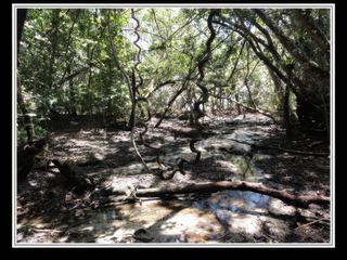 Cape Tribulation