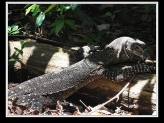 Cape Tribulation