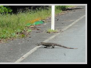 Cape Tribulation