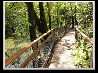 Cape Tribulation