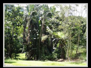 Cape Tribulation