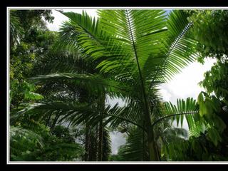 Cape Tribulation