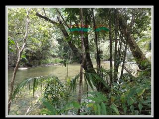 Cape Tribulation