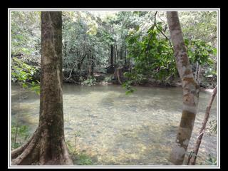 Cape Tribulation