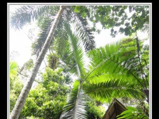 Cape Tribulation