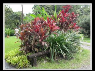 Cape Tribulation