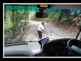 Cape Tribulation - branchage sur la route