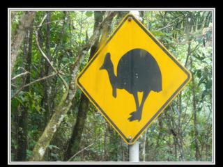 Cape Tribulation - attention au casoar !