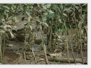 DAINTREE RIVER - crocodile