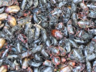 Insectes Dans un panier, le prévisions de leur prochain repas.