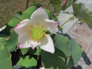 Lotus Les Asiatiques ne les aiment qu'en boutons.