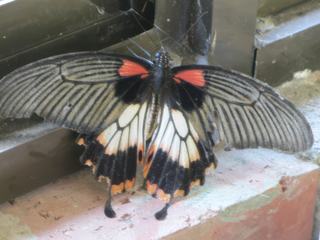 Papillon Compagnon de table ...