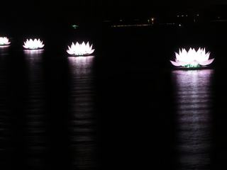 D'énormes nénuphars décorent le fleuve (période de fêtes)